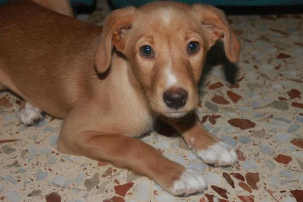 ESPINETE y TOM (adoptado)