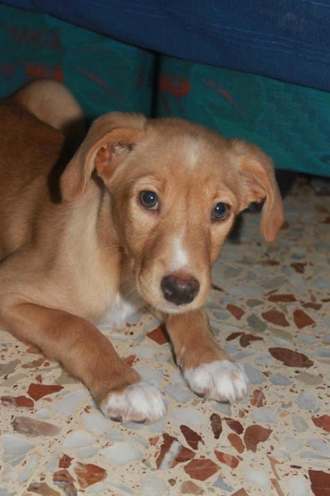 ESPINETE y TOM (adoptado)