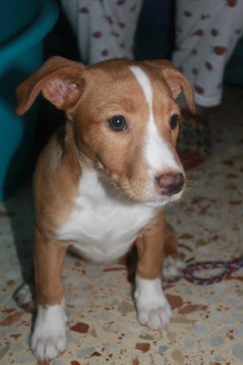 ESPINETE y TOM (adoptado)