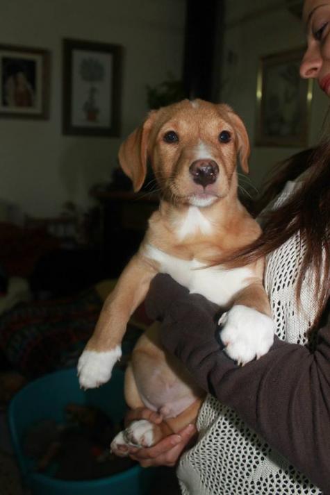 ESPINETE y TOM (adoptado)