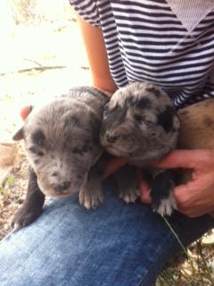 Cachorritos en la CALLE en Sangonera