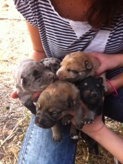 Cachorritos en la CALLE en Sangonera