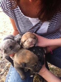 Cachorritos en la CALLE en Sangonera