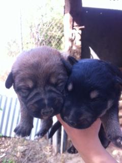 Cachorritos en la CALLE en Sangonera