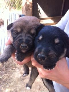 Cachorritos en la CALLE en Sangonera