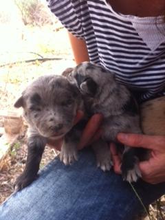 Cachorritos en la CALLE en Sangonera