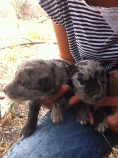 Cachorritos en la CALLE en Sangonera