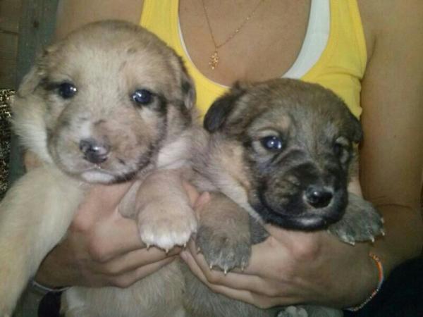 Cachorritos en la CALLE en Sangonera