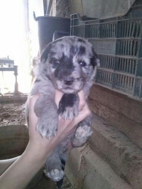 Cachorritos en la CALLE en Sangonera