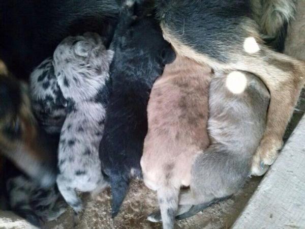 Cachorritos en la CALLE en Sangonera