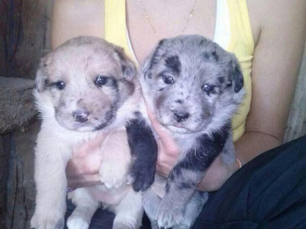 Cachorritos en la CALLE en Sangonera