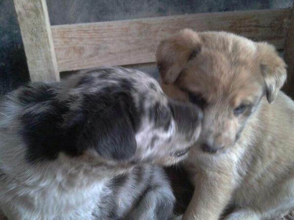 Cachorritos en la CALLE en Sangonera