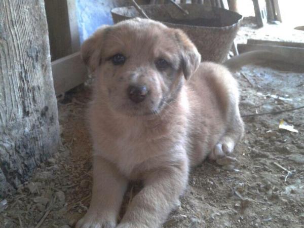 Cachorritos en la CALLE en Sangonera