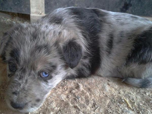 Cachorritos en la CALLE en Sangonera