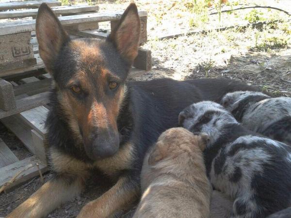 Cachorritos en la CALLE en Sangonera