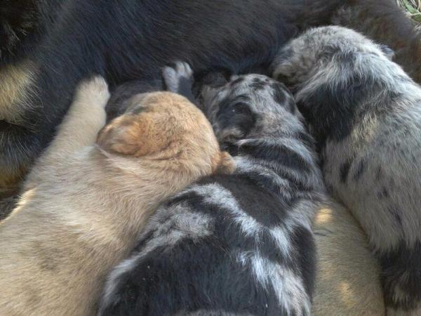 Cachorritos en la CALLE en Sangonera