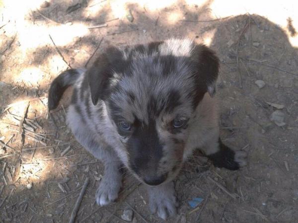 Cachorritos en la CALLE en Sangonera