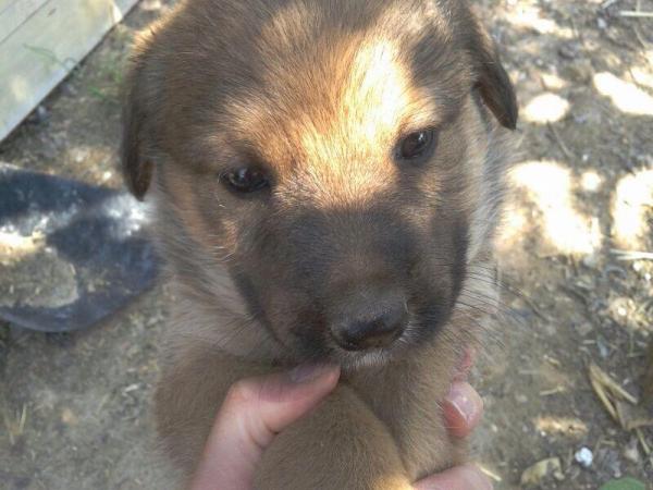 Cachorritos en la CALLE en Sangonera